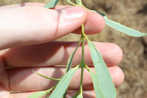 Image of Santalum lanceolatum by (c) Thomas Mesaglio, some rights reserved (CC BY)