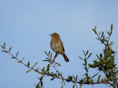 Knipolegus striaticeps
