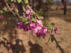 Securidaca longepedunculata