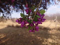 Securidaca longepedunculata