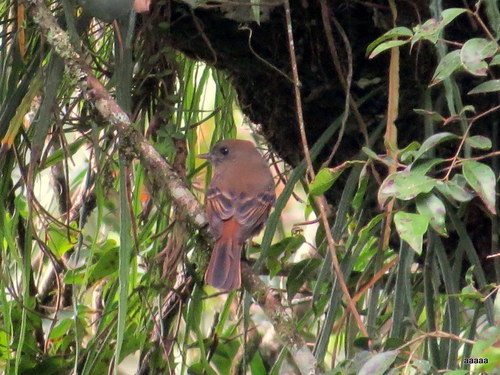 Knipolegus cabanisi