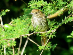 Knipolegus cyanirostris
