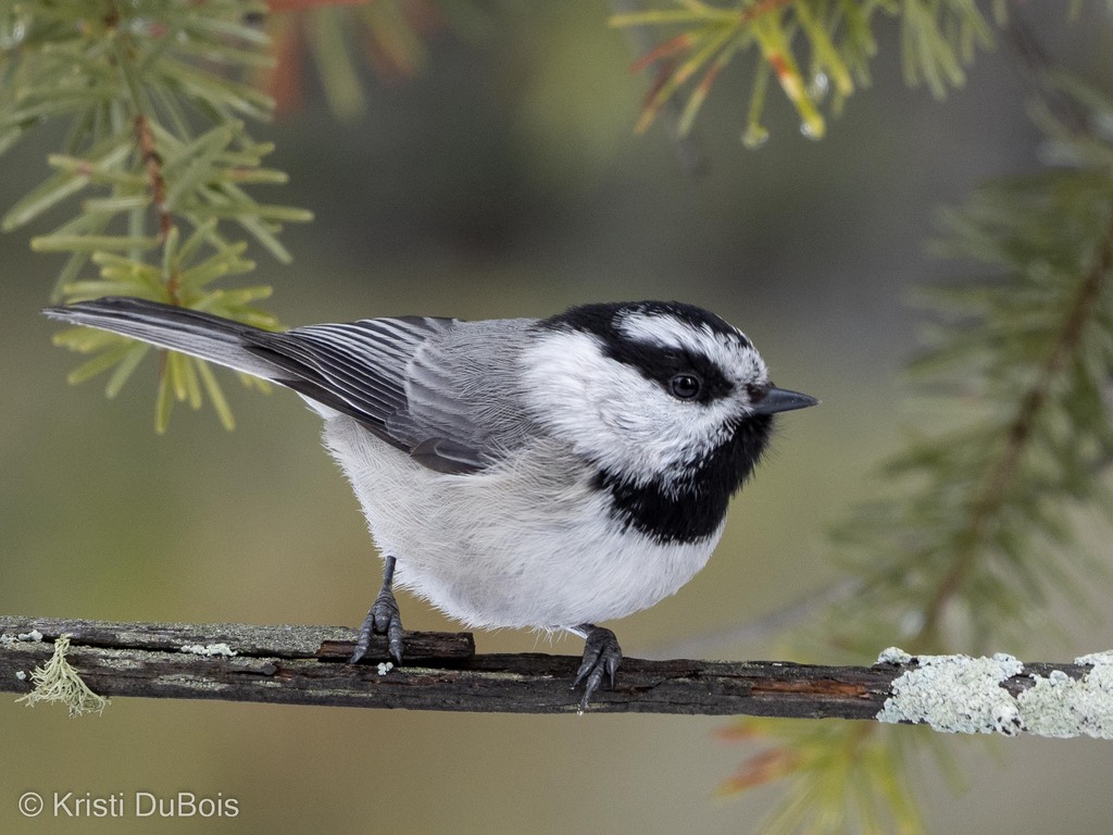 Mountain Chickadee photo