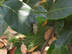 Batocera rubus