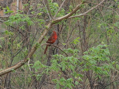 Cardinalis cardinalis