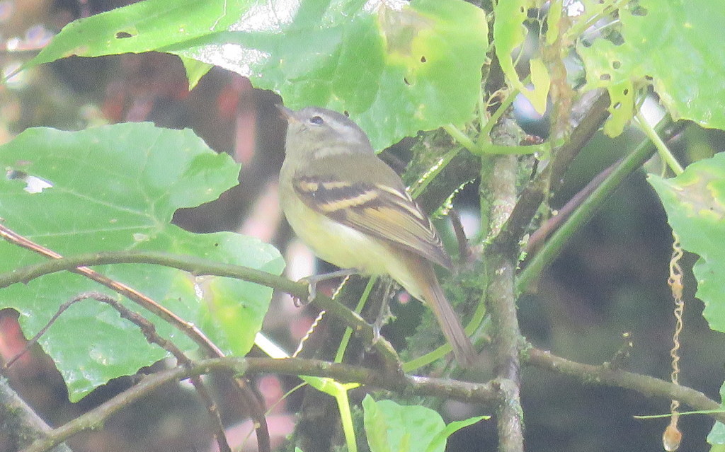Buff-Banded Tyrannulet
