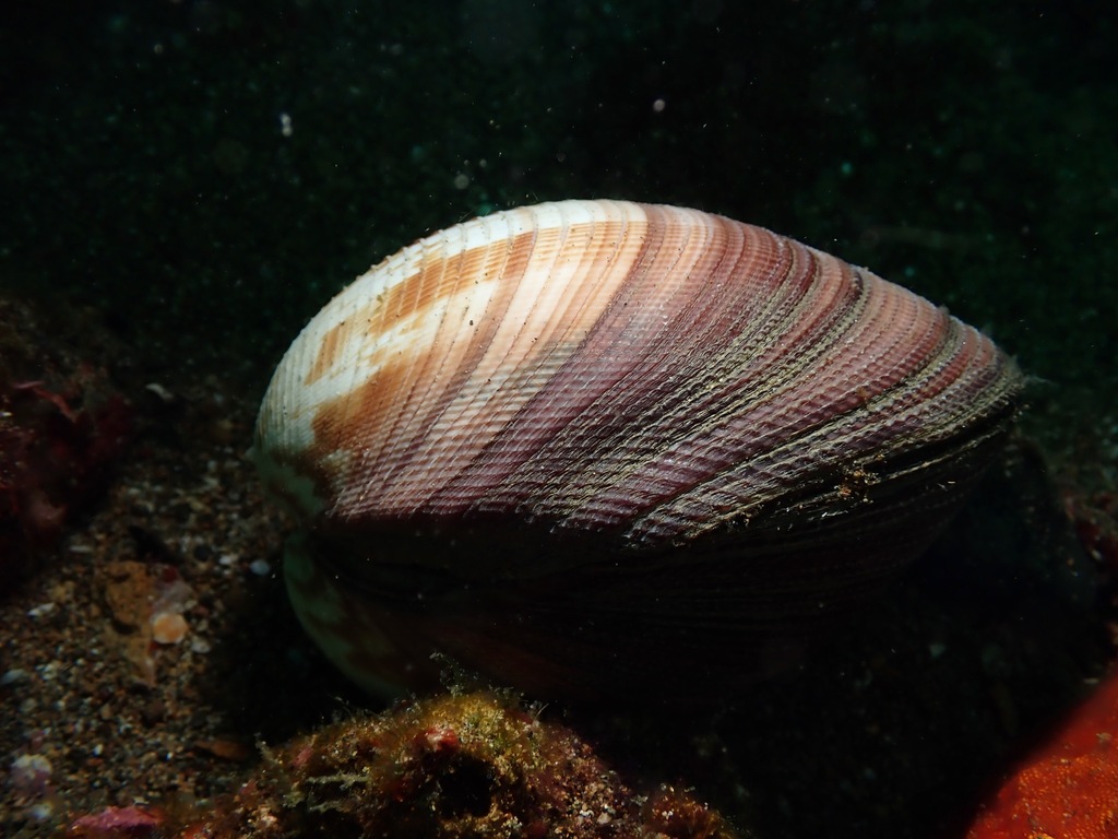 Antigona magnifica