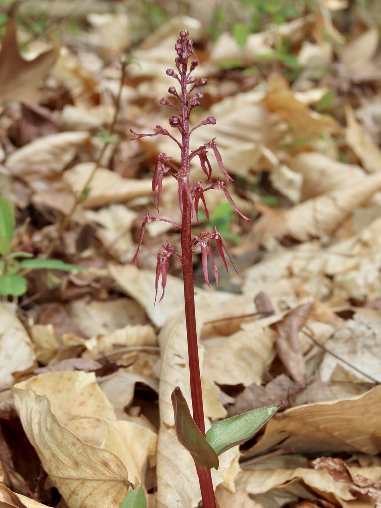 Southern Twayblade in March 2023 by Josh Emm · iNaturalist
