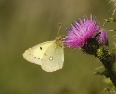 Colias erate