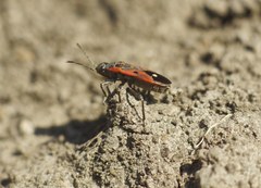 Melanocoryphus tristrami