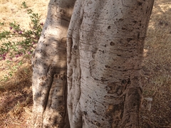 Securidaca longepedunculata