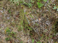 Wahlenbergia denticulata image