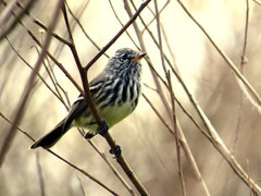 Anairetes flavirostris