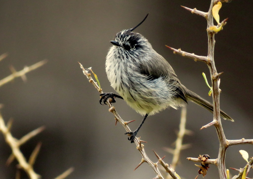 Tufted Tit-Tyrant (Anairetes parulus) · iNaturalist