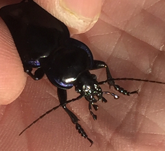 Carabus finitimus