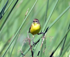 Pseudocolopteryx flaviventris