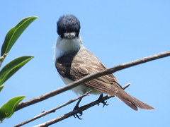 Xenopsaris albinucha