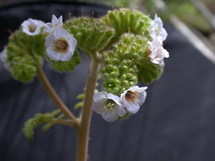 Phacelia lyonii