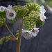 Phacelia lyonii - Photo (c) 2010 Gary A. Monroe, alguns direitos reservados (CC BY-NC)