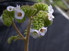Phacelia lyonii - Photo (c) 2010 Gary A. Monroe, algunos derechos reservados (CC BY-NC)