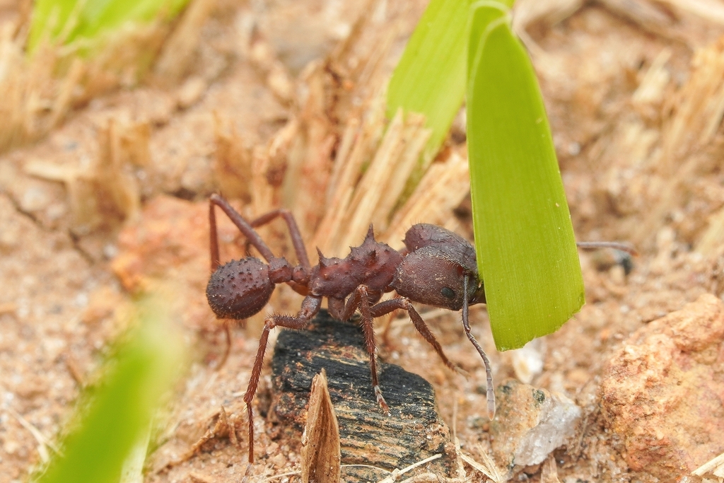 Acromyrmex landolti