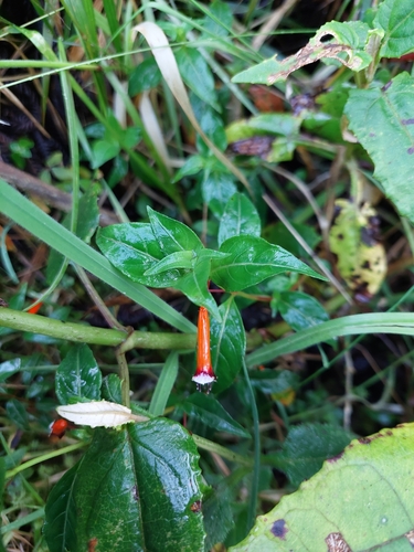 Cuphea ignea