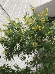 Galphimia paniculata