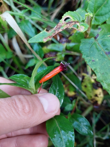 Cuphea ignea