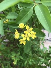 Galphimia paniculata