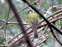 Pogonotriccus eximius