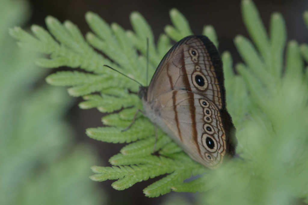 Mycalesis fulvianetta
