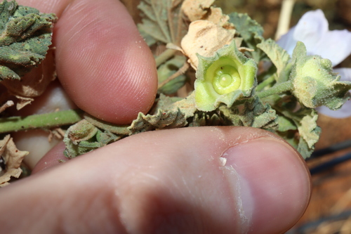 Image of Malva weinmanniana by (c) Thomas Mesaglio, some rights reserved (CC BY)