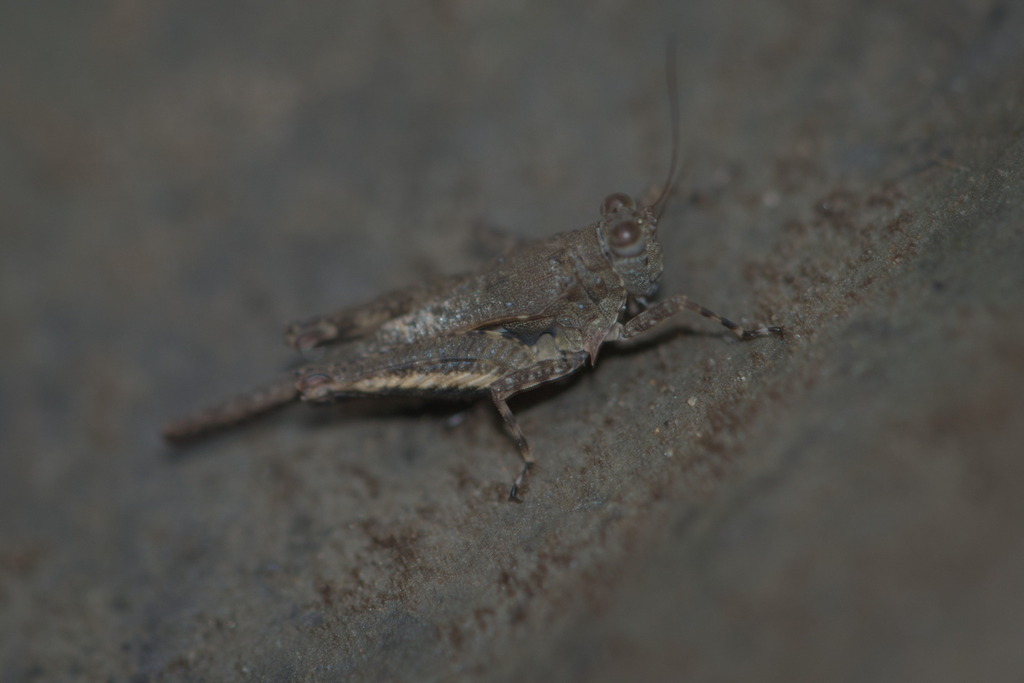 Eucriotettix molestus