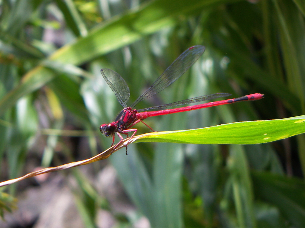 Blackburn's Hawaiian Damselfly