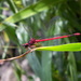Blackburn's Hawaiian Damselfly - Photo (c) Todd Jackson, some rights reserved (CC BY-NC), uploaded by Todd Jackson