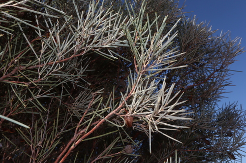 Image of Hakea leucoptera by (c) Thomas Mesaglio, some rights reserved (CC BY)