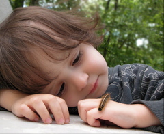 Malacosoma americana