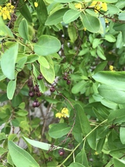 Galphimia paniculata