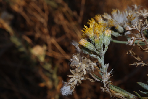 Image of Senecio lanibracteus by (c) Thomas Mesaglio, some rights reserved (CC BY)