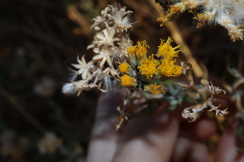 Image of Senecio lanibracteus by (c) Thomas Mesaglio, some rights reserved (CC BY)