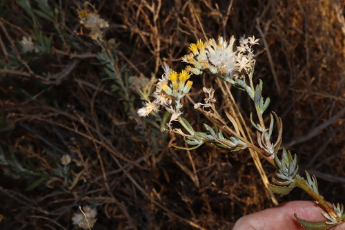 Image of Senecio lanibracteus by (c) Thomas Mesaglio, some rights reserved (CC BY)