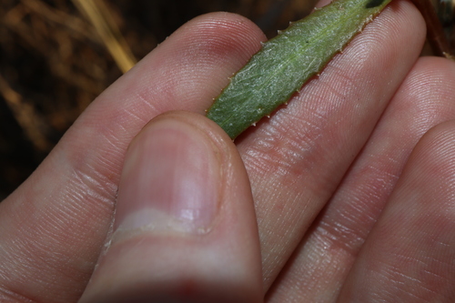 Image of Senecio lanibracteus by (c) Thomas Mesaglio, some rights reserved (CC BY)