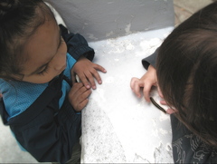 Malacosoma americana