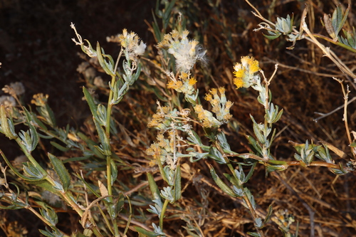 Image of Senecio lanibracteus by (c) Thomas Mesaglio, some rights reserved (CC BY)