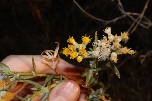 Image of Senecio lanibracteus by (c) Thomas Mesaglio, some rights reserved (CC BY)