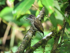 Picumnus squamulatus