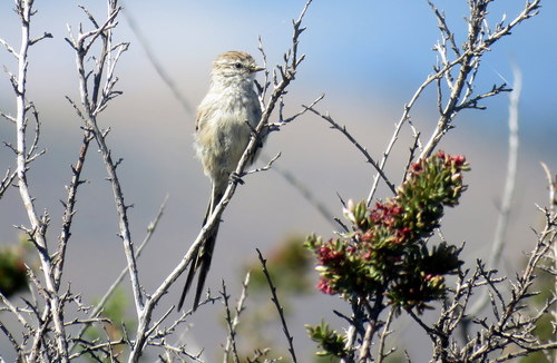 Leptasthenura aegithaloides