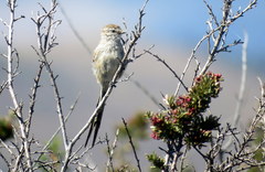 Leptasthenura aegithaloides