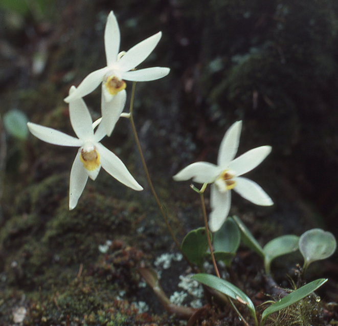 Dendrobium longipes Hook.f.