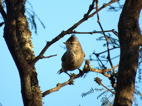 Leptasthenura platensis
